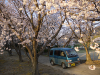 2012アトレーちゃんと桜.jpg